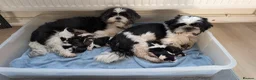 Shih Tzu dogs for sale: KC registered Shih Tzu puppies  in Harlow - Advert 14