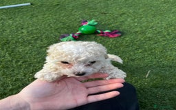 Cavapoo dogs for sale: Beautiful cavapoo puppies  - Image 28