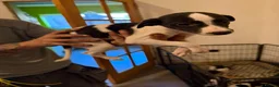 Whippet dogs for sale: 4 girls 1 boy whippet puppies  in Saltburn-by-the-Sea - Advert 7