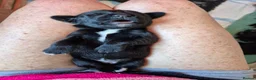 Springador dogs for sale: Fabulous Springador Puppies for Sale in Halesworth - Advert 23
