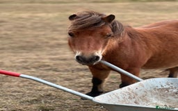 Miniature horses for sale: Little magic British miniature horse 68cm  - Image 3