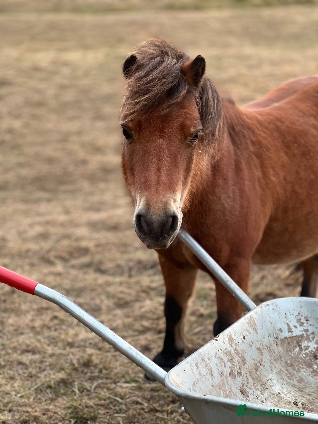 Miniature horses for sale: Little magic British miniature horse 68cm  - Image 3
