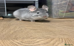 Chinchilla rodents for sale: Two male chins + oxbow food-£340 for it all - Image 4