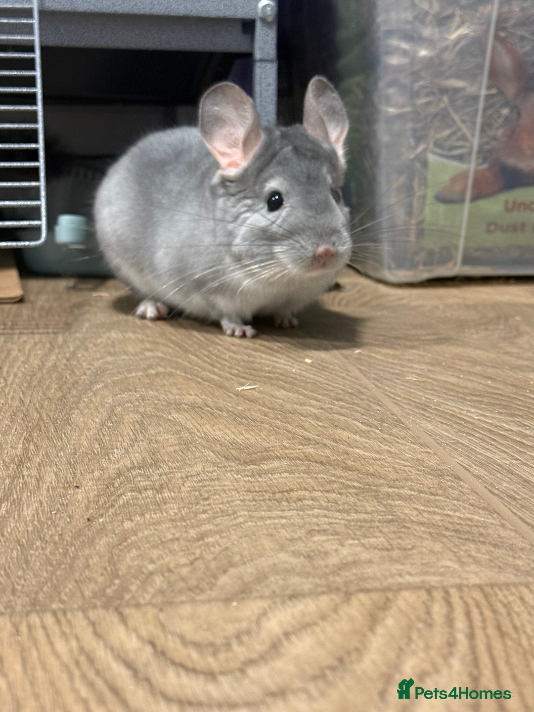Chinchilla rodents for sale: Two male chins + oxbow food-£340 for it all - Image 4
