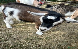 Goats livestock for sale: 2 Pygmy Goat Whethers, so friendly! - Image 1