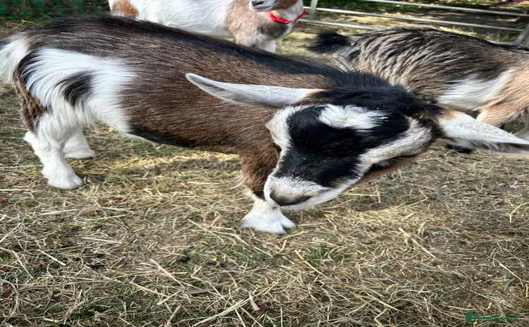 Goats livestock - Advert 2