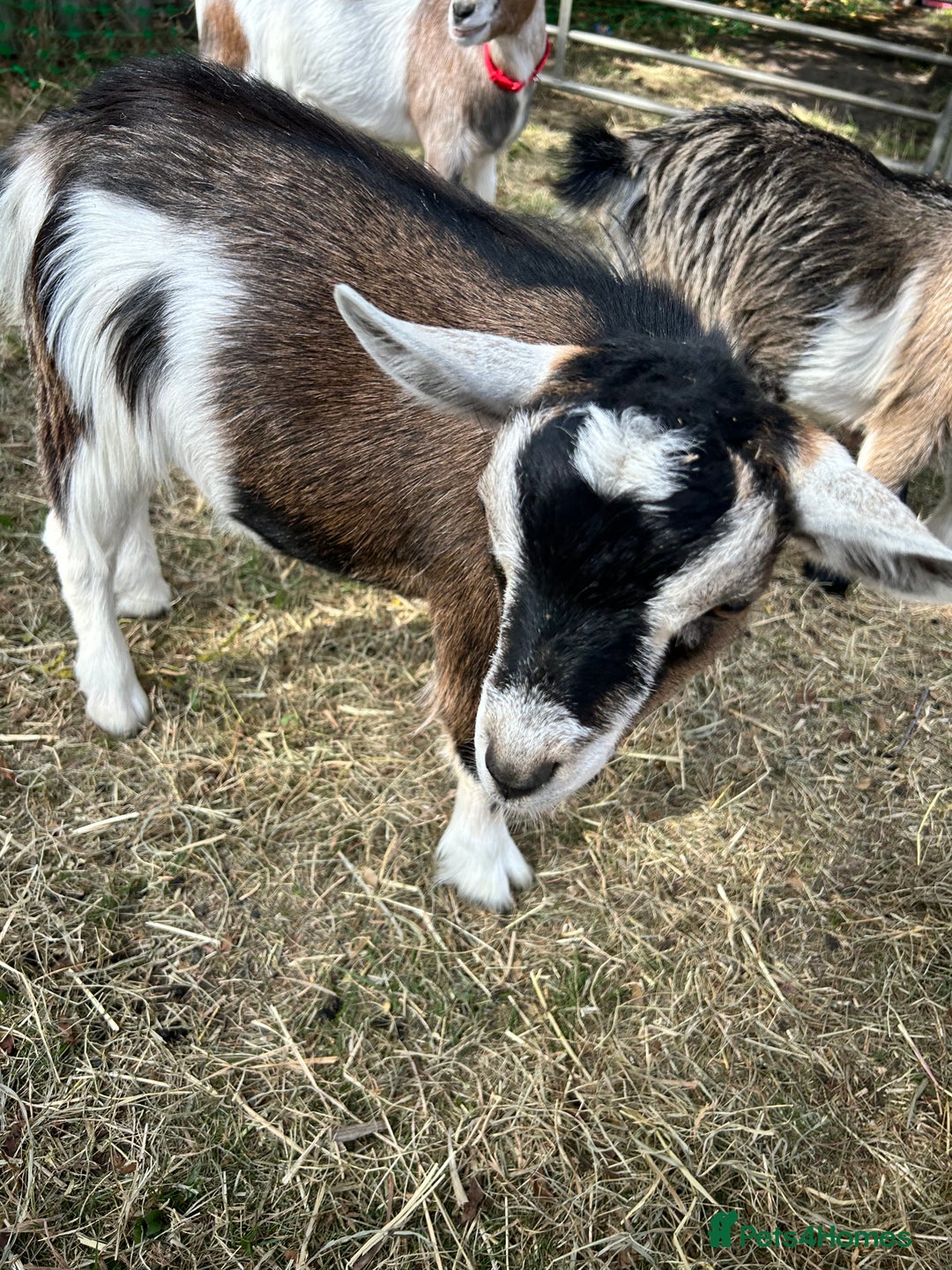 Goats livestock for sale: 2 Pygmy Goat Whethers, so friendly! - Image 1