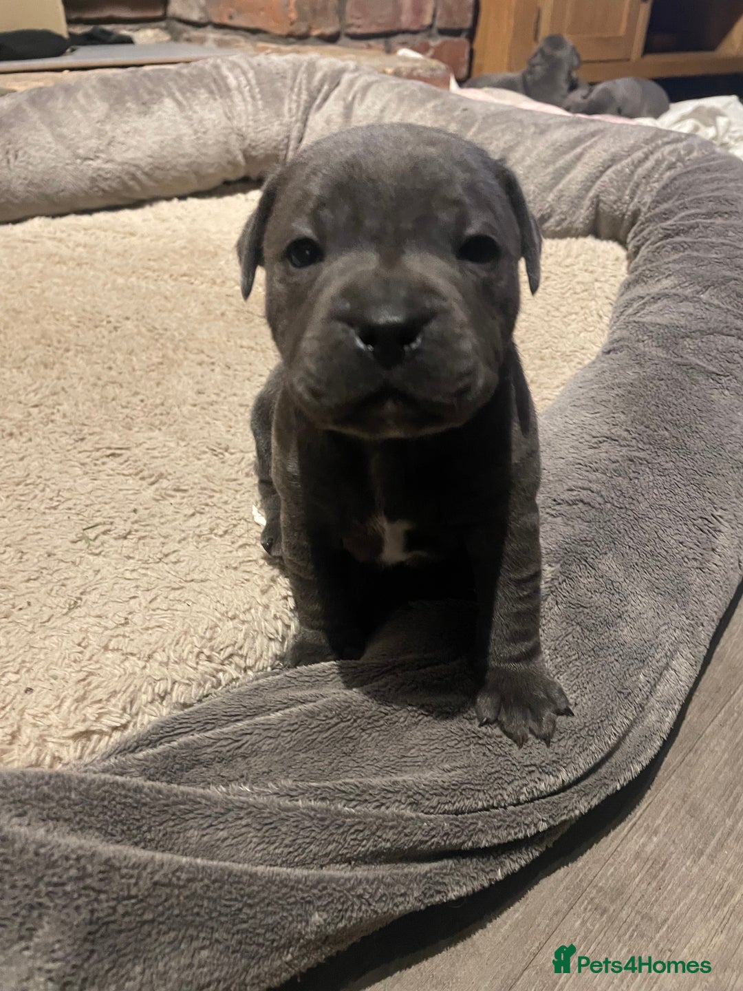Staffordshire Bull Terrier dogs for sale: Staffordshire Blue KC Registered Kassius Pups - Advert 8