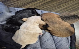 Mixed Breed dogs for sale: Gorgeous puppies looking for forever homes - Image 7