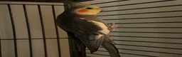 Cockatiels birds for sale: Semi tame cockatiel for sale - Advert 2