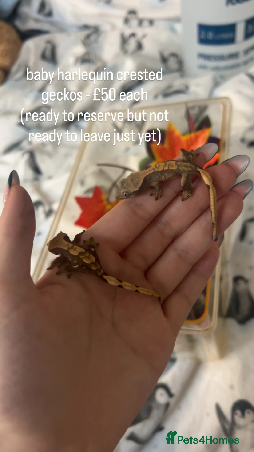 Mixed Breed reptiles for sale: Multiple Reptiles - Advert 6