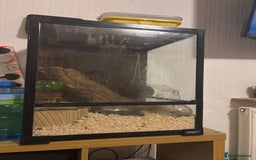 Mouse rodents for sale: 4 micro squirrels and full set up (dormice) - Image 1