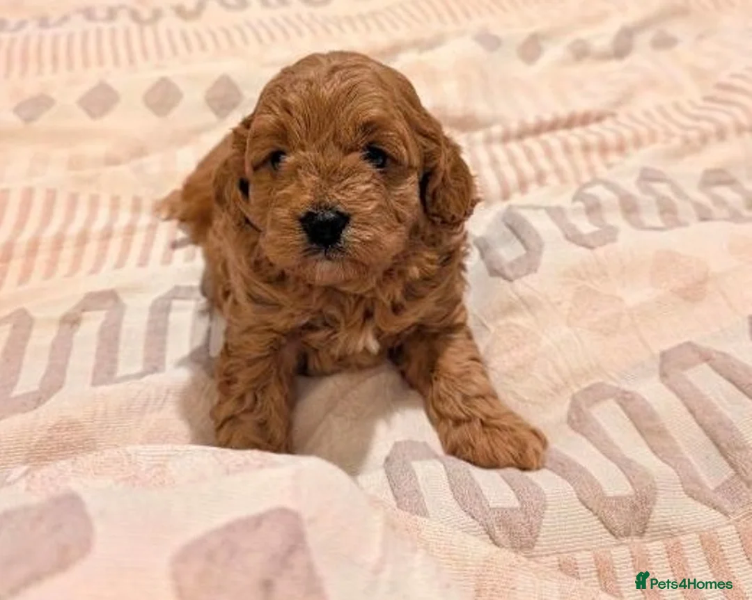Maltipoo dogs for sale: Charming Maltipoo puppies for sale - Advert 5