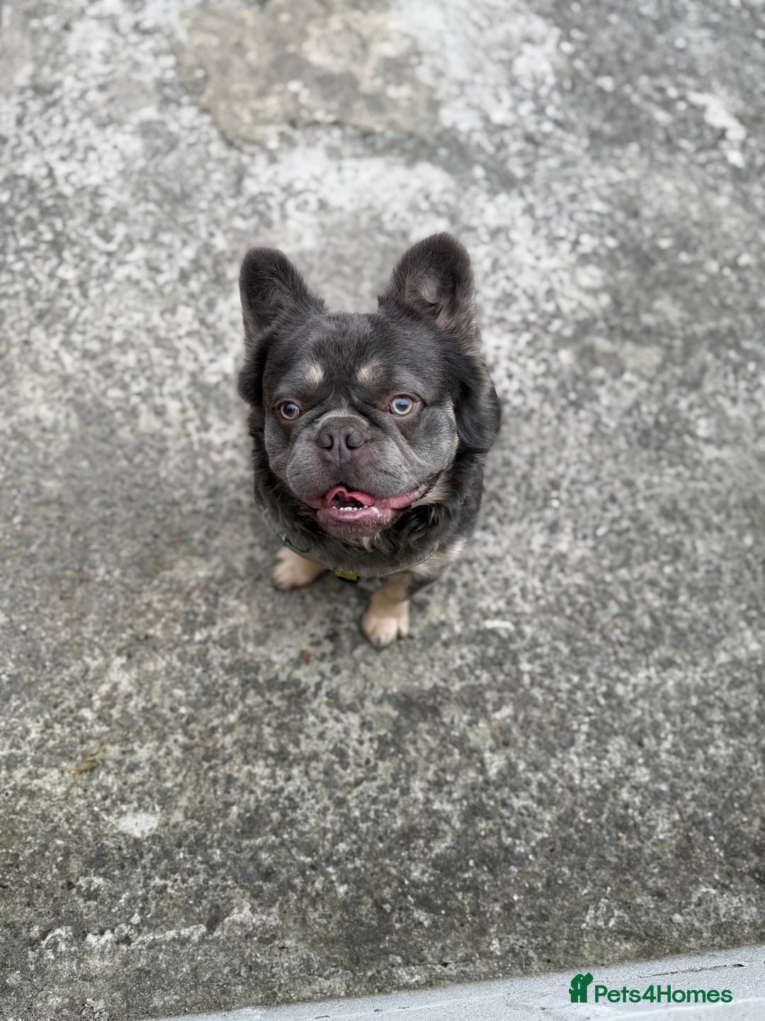 French Bulldog dogs for sale: Fluffy frenchie  - Advert 8