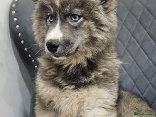 Siberian Husky dogs Wooly Siberian Huskies - fully vaccinated - Advert 8