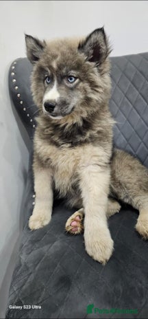 Siberian Husky dogs Wooly Siberian Huskies - fully vaccinated - Advert 9