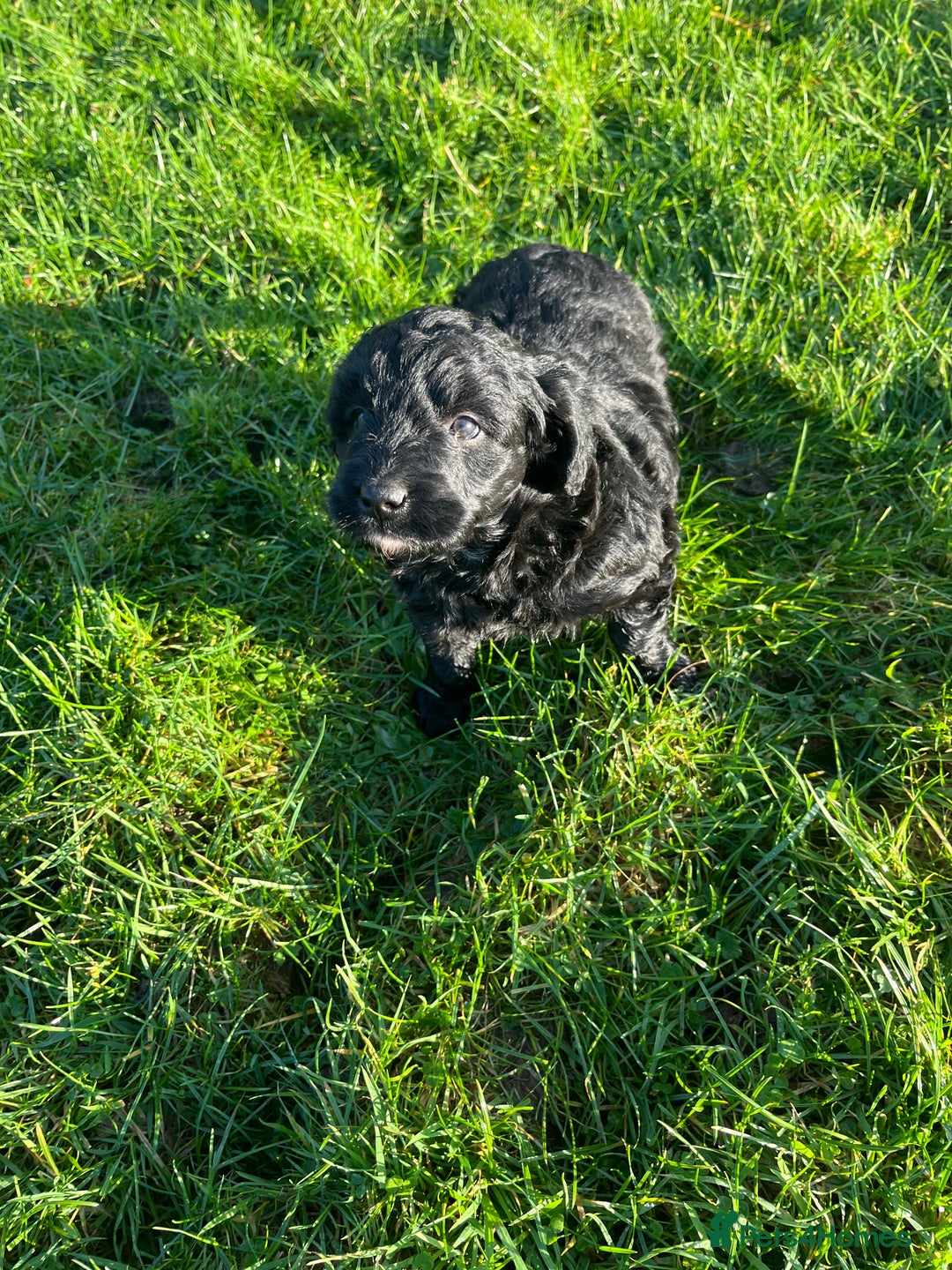 Bordoodle dogs for sale: Superb Litter of Farm-Raised Bordoodles - Advert 3