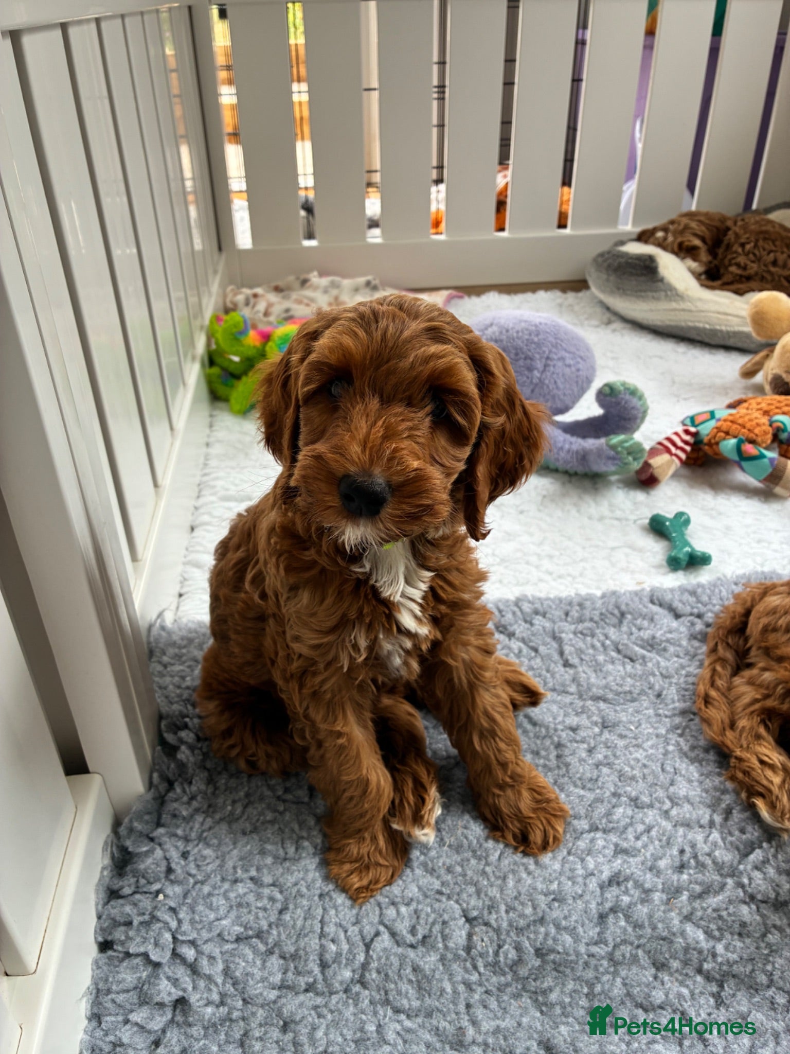 Australian Labradoodle dogs Australian Male Labradoodle Puppy for Sale - Advert 1