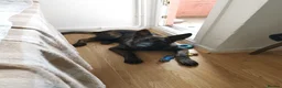 German Shepherd dogs for stud: German Shepherd (Czech Import) DDR - WORKING BREED - Advert 10