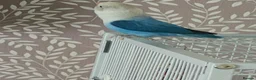 Lovebirds birds for sale: Male love bird  - Advert 2