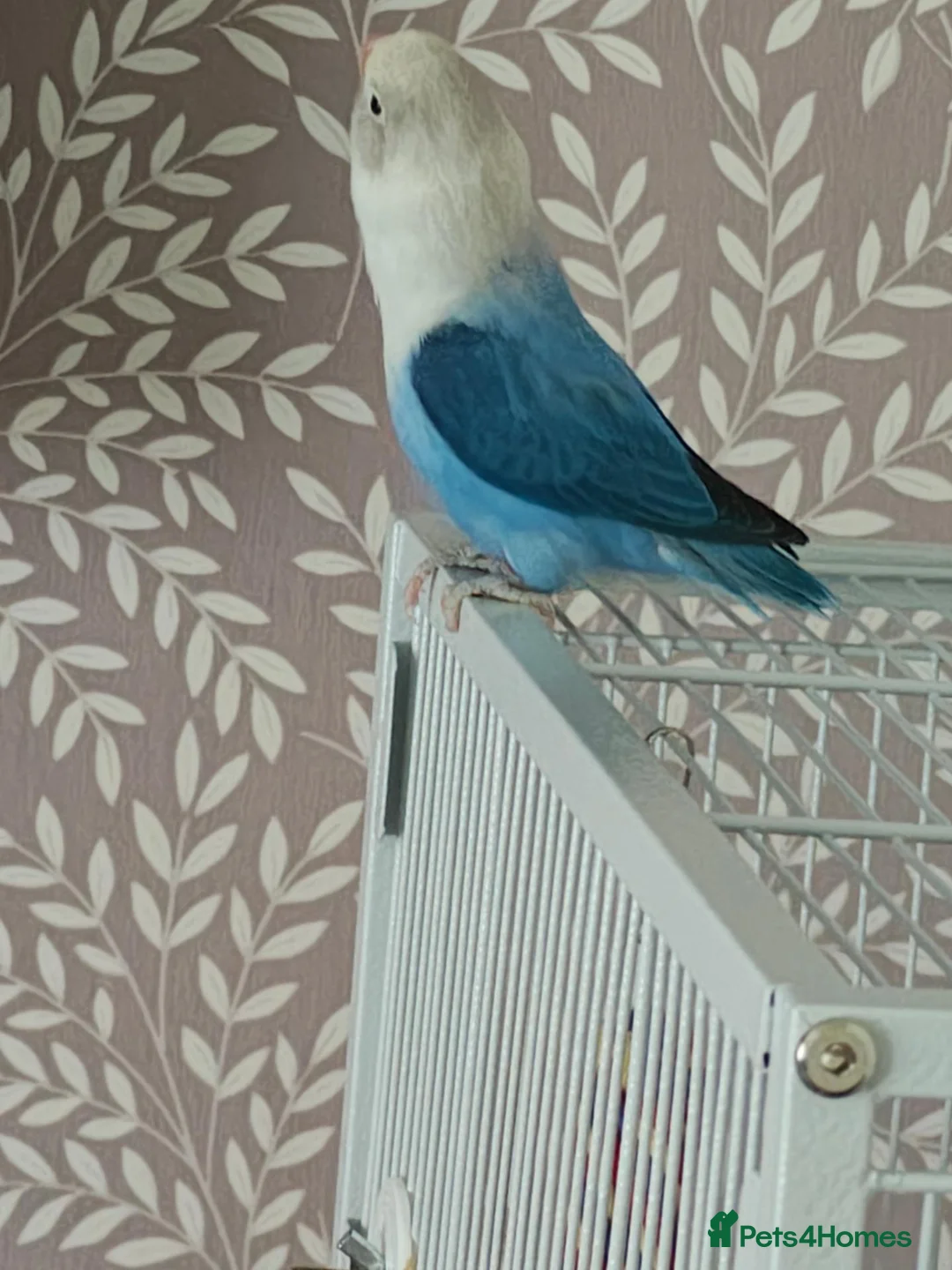 Lovebirds birds for sale: Male love bird  - Advert 2