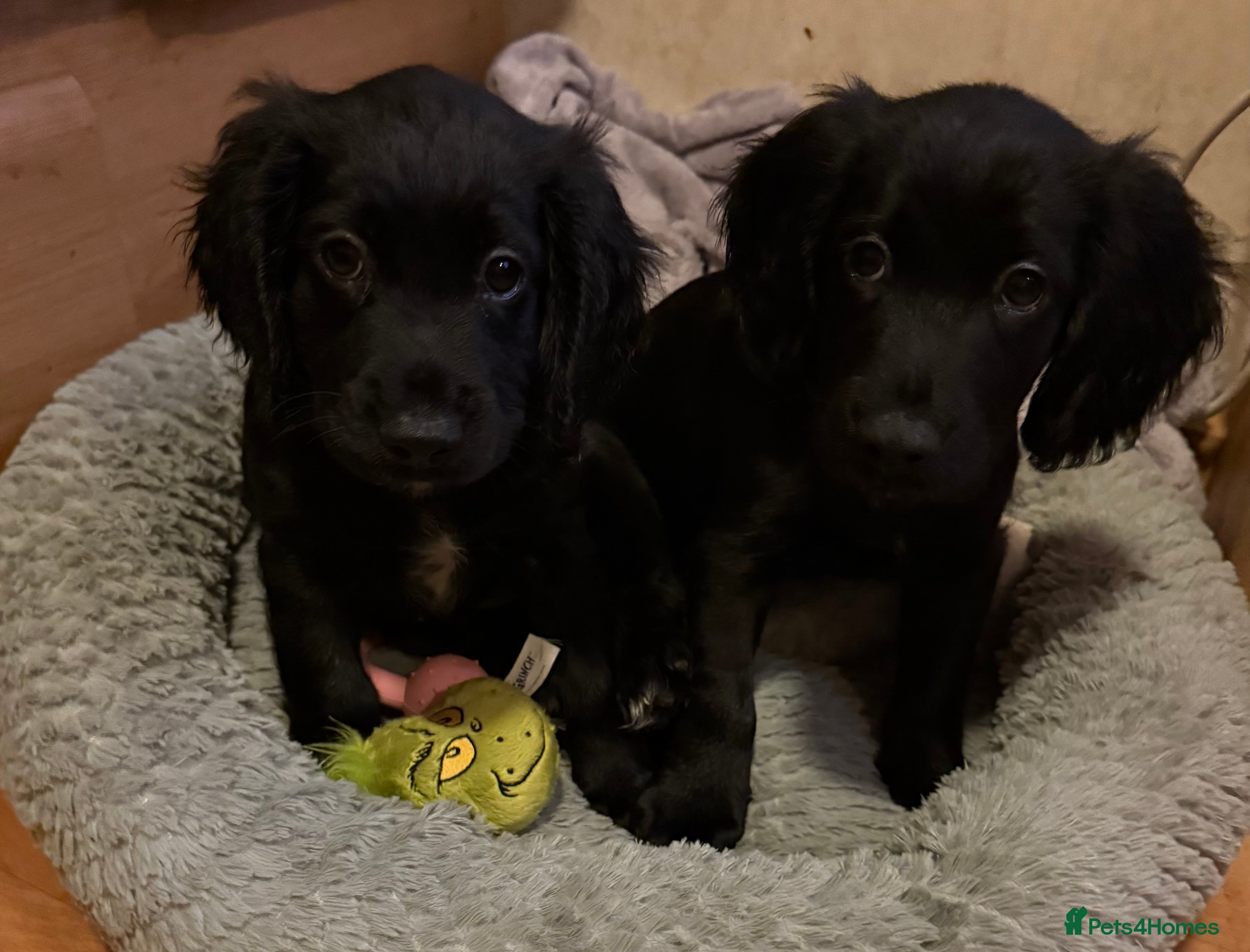 Cocker Spaniel dogs Working Cocker spaniel puppies  - Advert 6