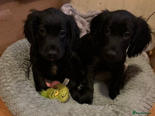 Cocker Spaniel dogs Working Cocker spaniel puppies - Advert 5
