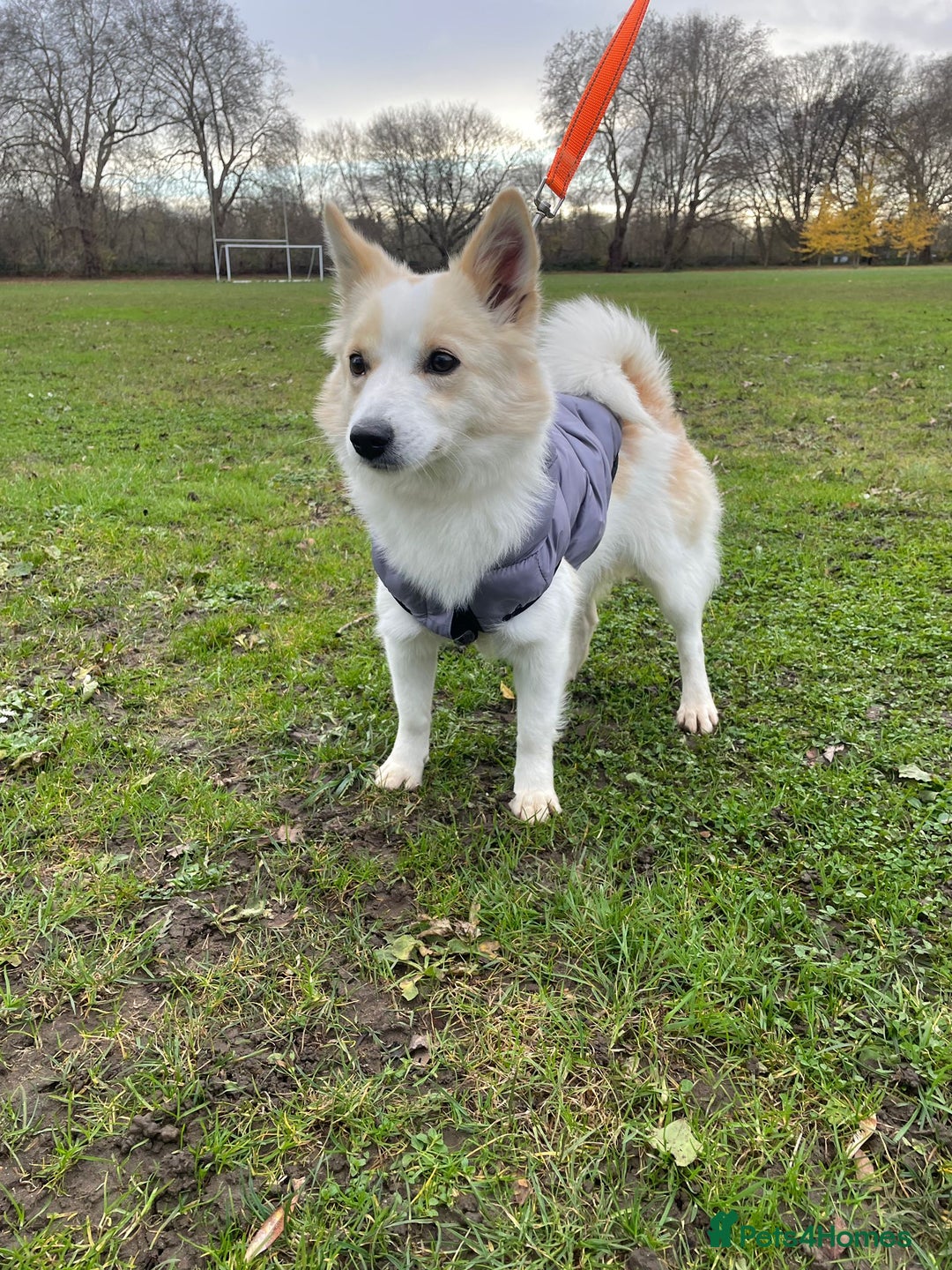 German Spitz dogs for adoption: Rescued Spitz Lola Looking For Her New Home - Advert 13
