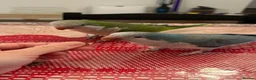 Parrots birds for sale: Sweet Pair of Quaker Parrots (Bonded) - Advert 2