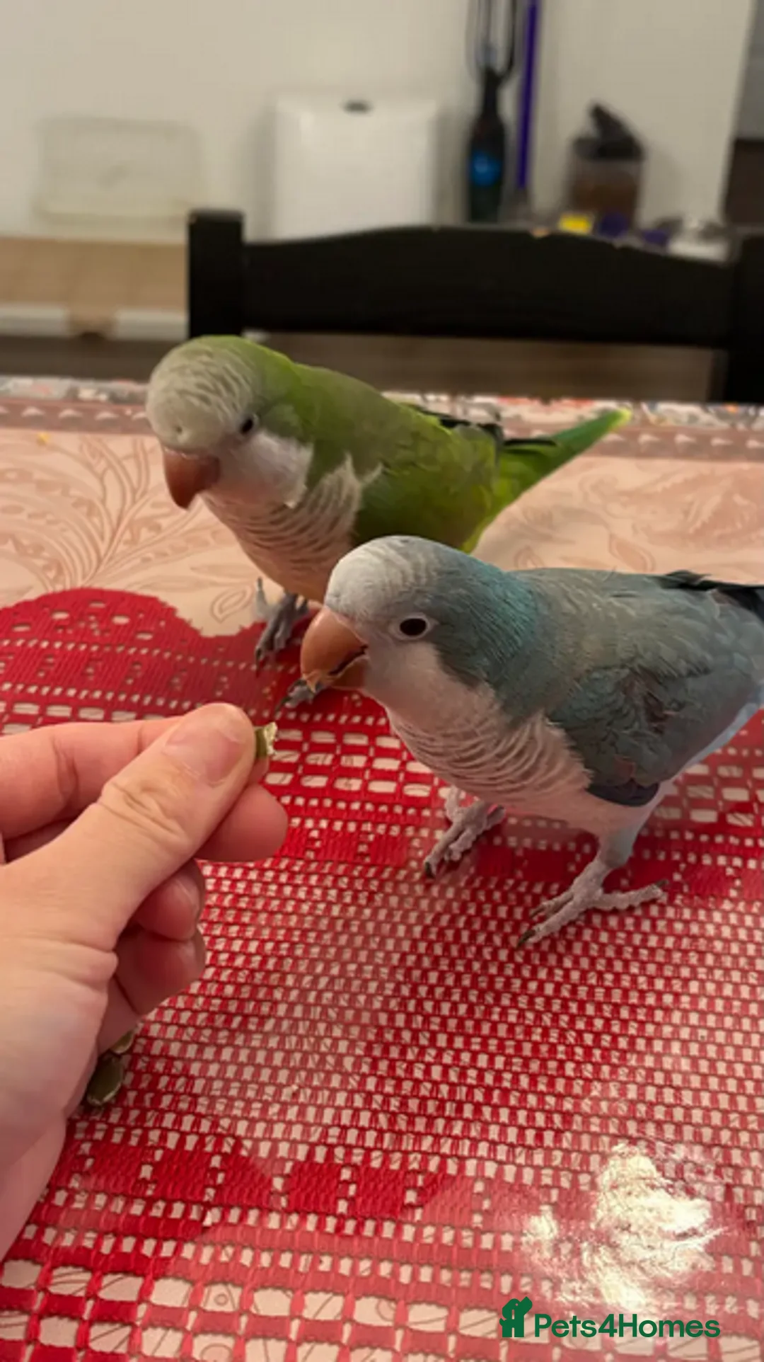 Parrots birds for sale: Sweet Pair of Quaker Parrots (Bonded) - Advert 2