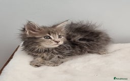 Maine Coon cats for sale: Pedigree Maine Coon Kittens for sale  - Image 20