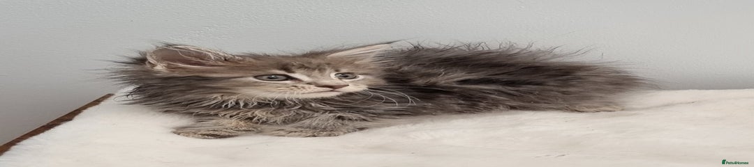 Maine Coon Kitten 9