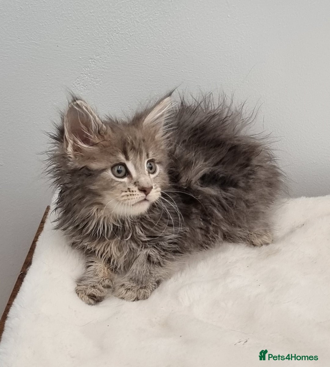 Maine Coon cats for sale: Pedigree Maine Coon Kittens for sale  - Image 20