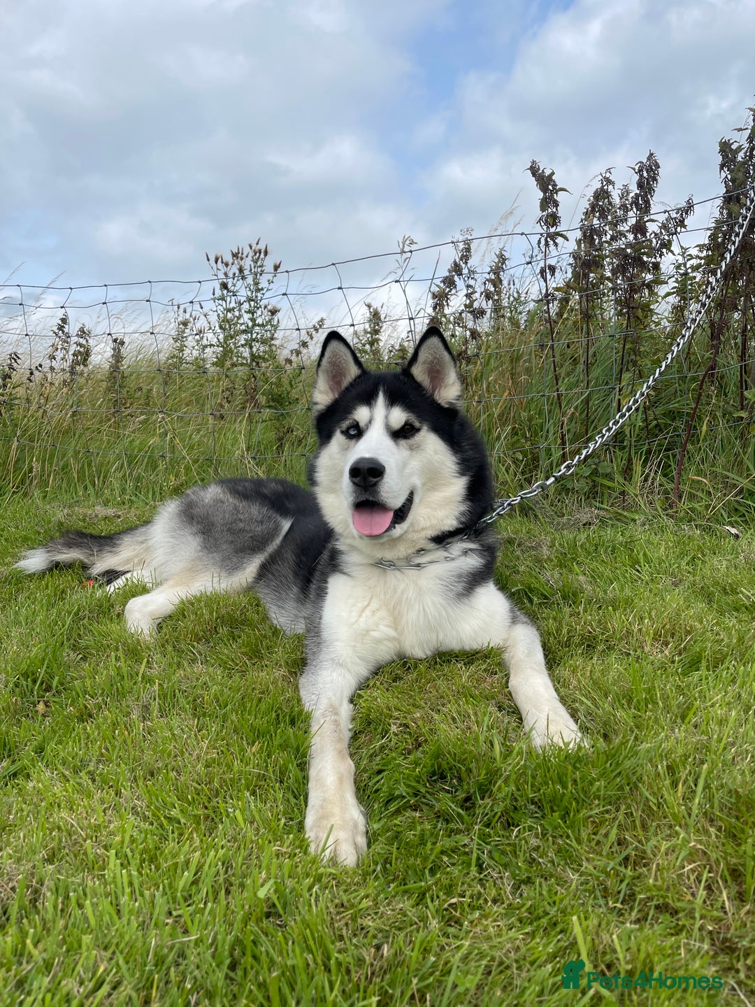 Siberian Husky dogs for sale: Siberian Husky (Experienced Owner Only) - Advert 2