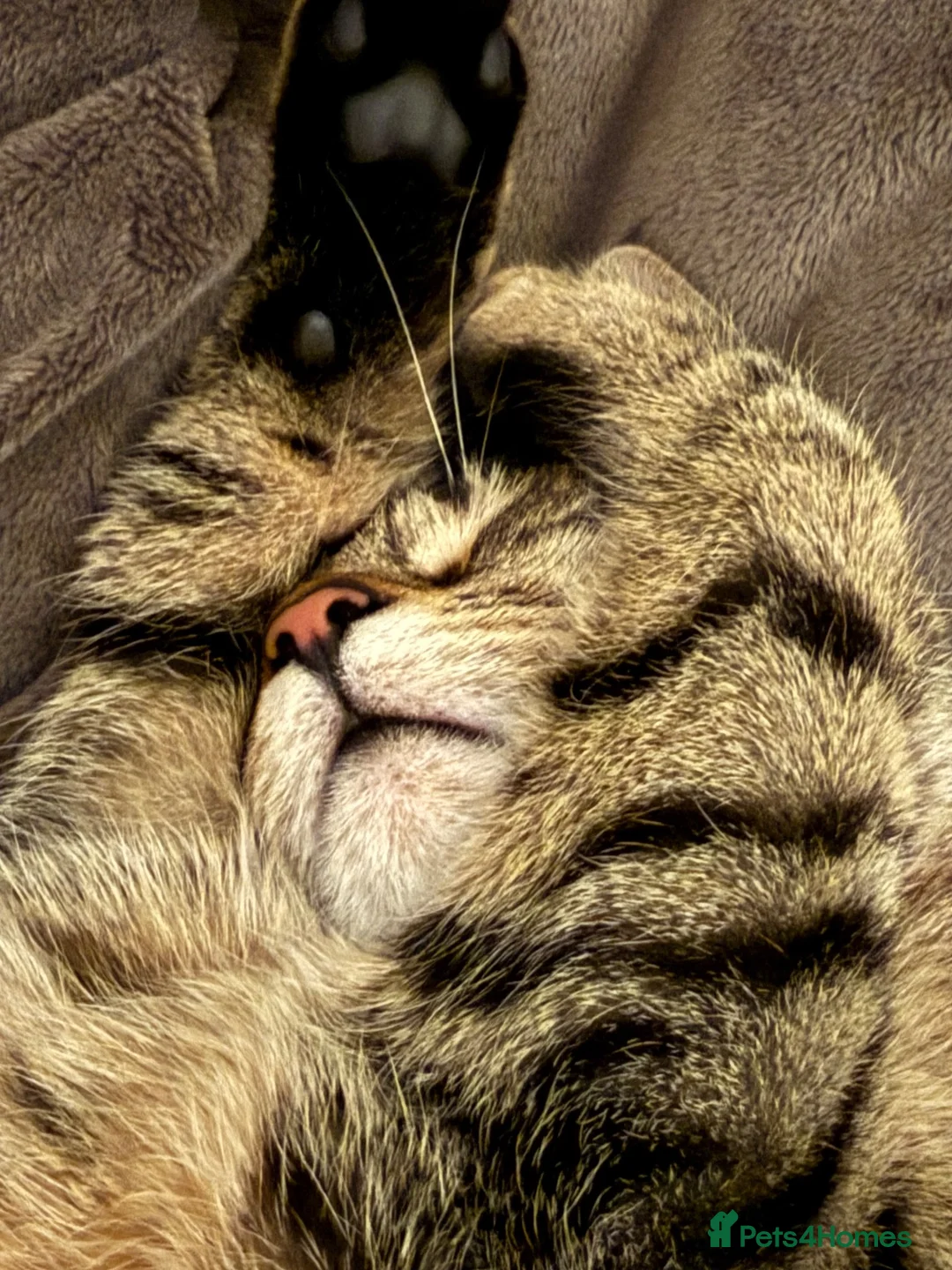 Mixed Breed cats for sale: Handsome Freddie in Camberley - Advert 7