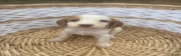 Cocker Spaniel dogs for sale: Outstanding cocker spaniel puppies - Advert 30