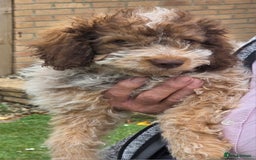 Lagotto Romagnolo dogs for sale: Lagotto romagnolo girls.  - Image 1