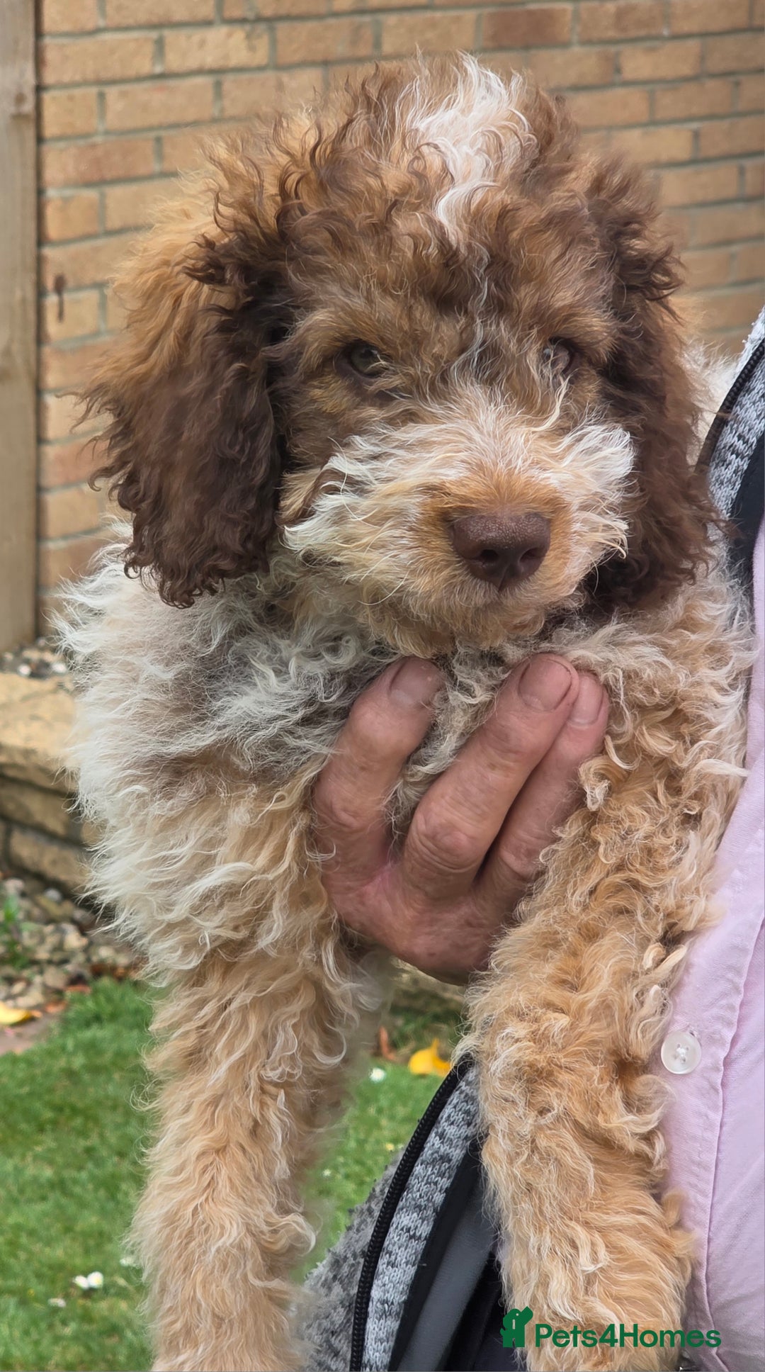 Lagotto Romagnolo dogs for sale: Lagotto romagnolo girls.  - Image 1