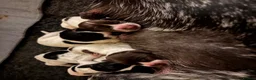 German Shorthaired Pointer dogs for sale: German Shorthaired Pointer - Advert 9