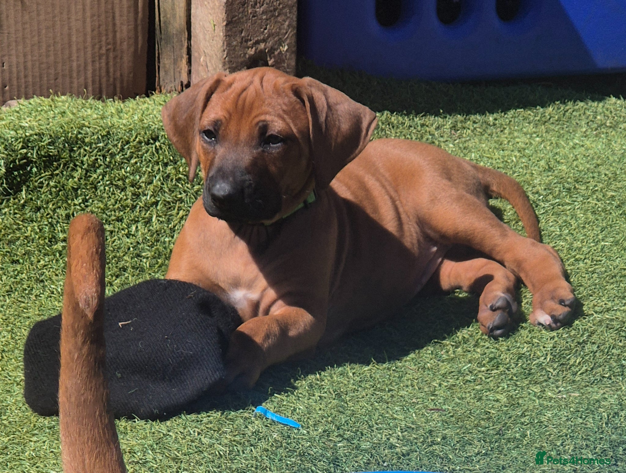 Rhodesian Ridgeback dogs BEAUTIFUL! RHODESIAN RIDGEBACK PUPS! Ready 7th may - Advert 3