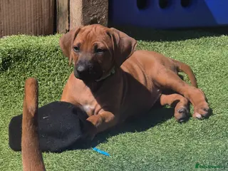 Rhodesian Ridgeback dogs BEAUTIFUL! RHODESIAN RIDGEBACK PUPS! Ready 7th may - Advert 3
