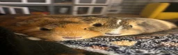 Guinea Pig rodents for sale: Two female guinea pigs in London - Advert 4