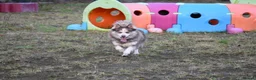 Pomsky dogs for sale: Stunning Pomsky puppies from health tested parents - Advert 40