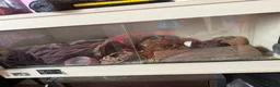 Leopard Gecko reptiles for sale: Leopard gecko  - Advert 2