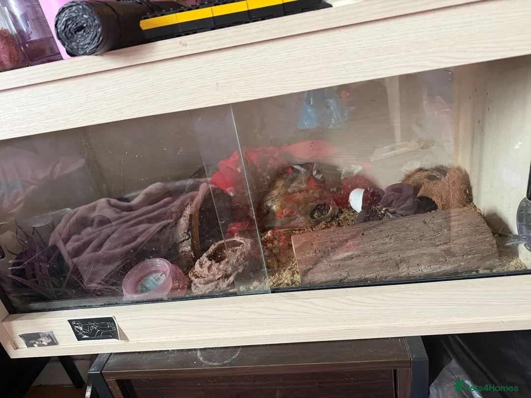 Leopard Gecko reptiles for sale: Leopard gecko  - Advert 2
