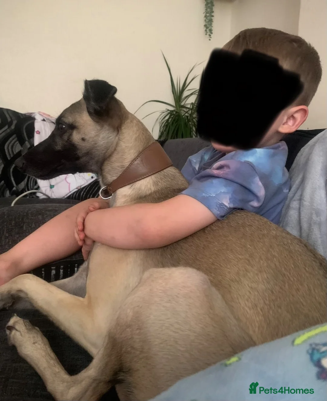 Whippet dogs for sale: Jasper – Looking for His Forever Home 🐾 - Advert 4