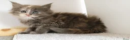 Maine Coon cats for sale: DNA health tested Maine coon kittens  - Advert 3