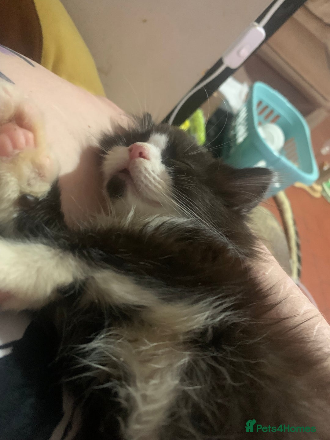 Brazilian Shorthair cats for sale:  14 week 5 day boy  - Image 2