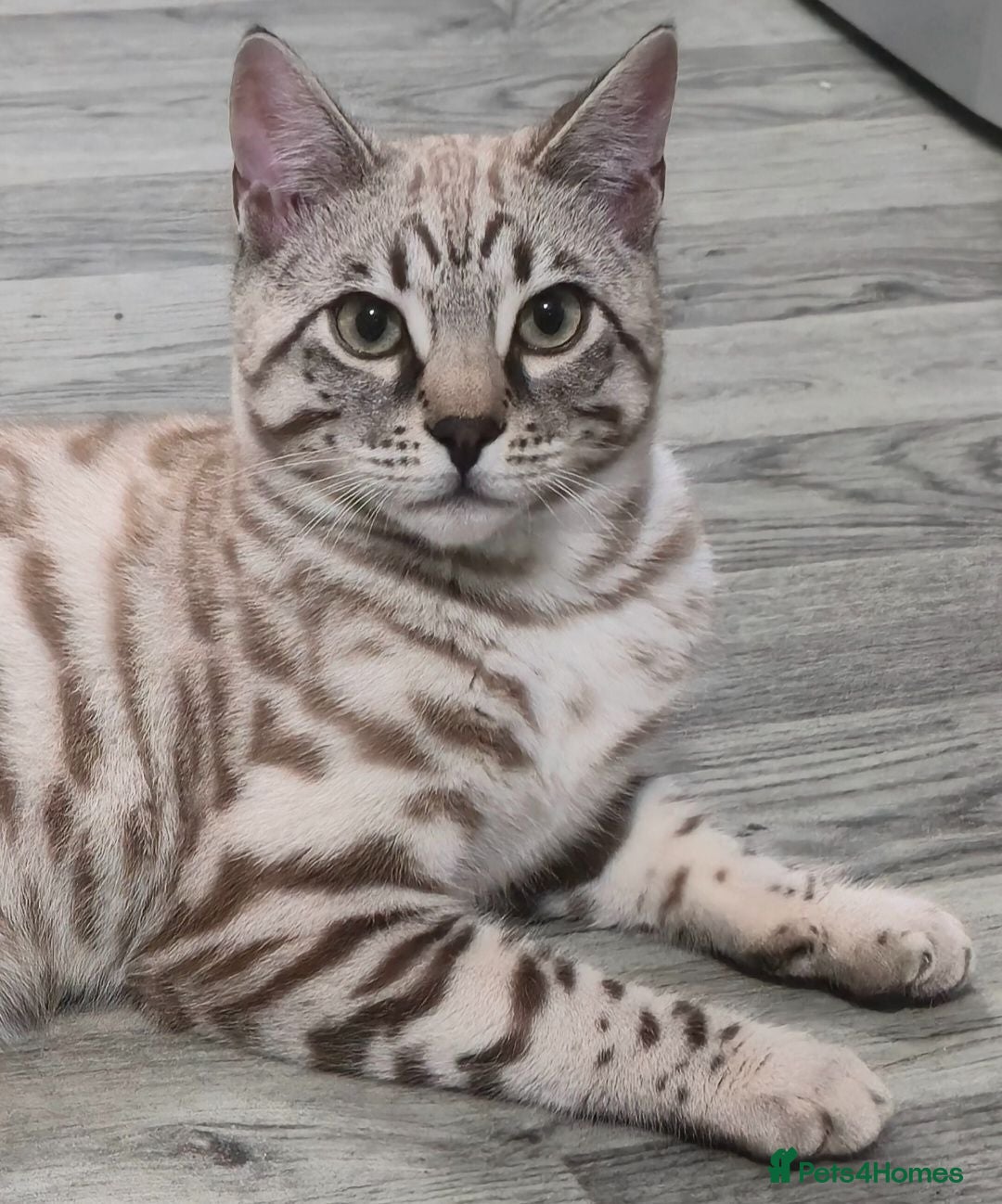 Bengal cats 🔥Stunning Bengal boys ready to leave🔥 - Advert 1