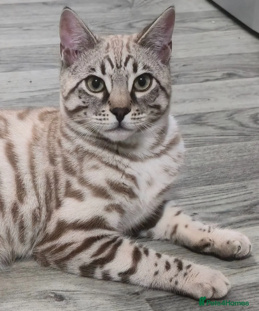 Bengal cats for sale: 🔥Stunning Bengal boys ready to leave🔥 - Advert 1